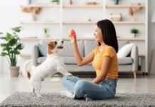 Polished Pooches: Well-Mannered Adult Dog Training Adult Dog Training