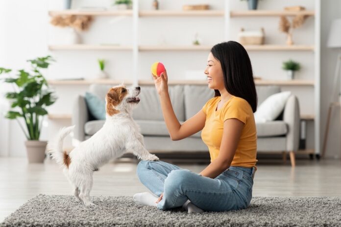 Adult Dog Training Adult Dog Training