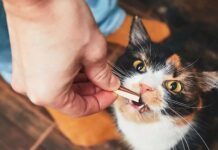 Use Tasty Dental Chews to Protect Oral Health for Your Pet dental chews for cats