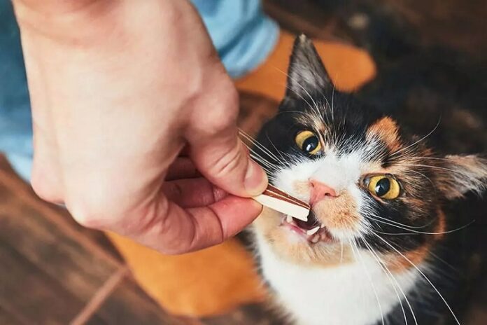 dental chews for cats